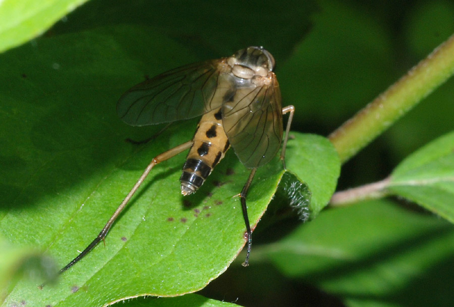 Rhagio cf.  tringarius ♂ (Rhagionidae)